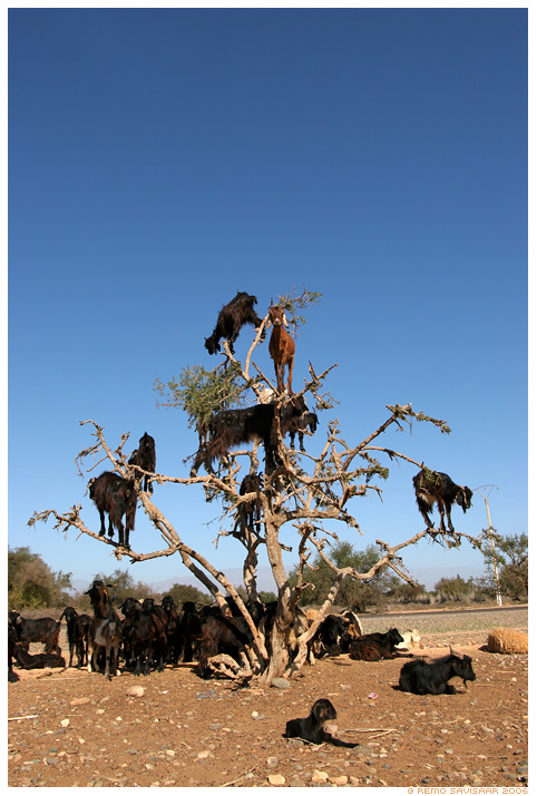 Be the goat in a tree (really)
