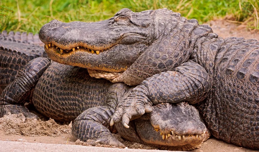 Have you met my pet alligator?